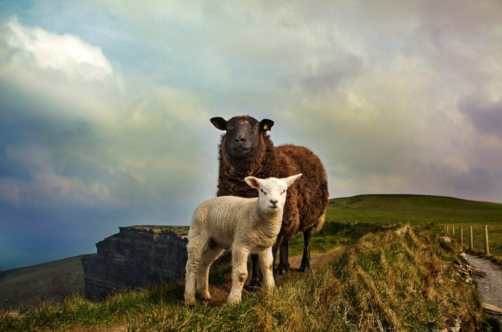 Your Ultimate 4-Day Trip to Ireland