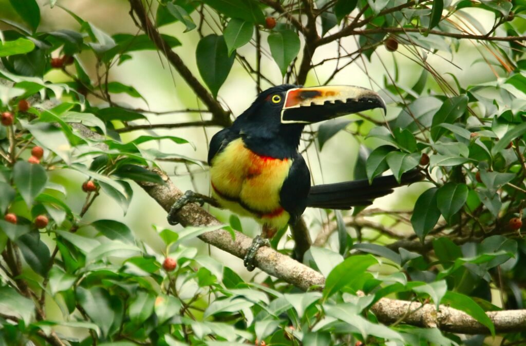 Your Ultimate 6-Day Trip to Arenal, Costa Rica