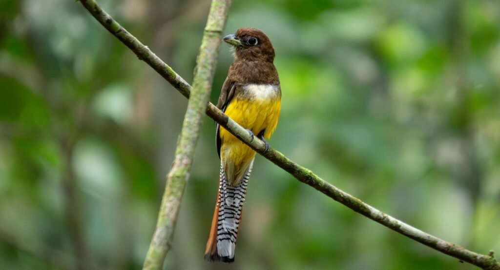Your Ultimate One-Day Trip to Talamanca, Costa Rica