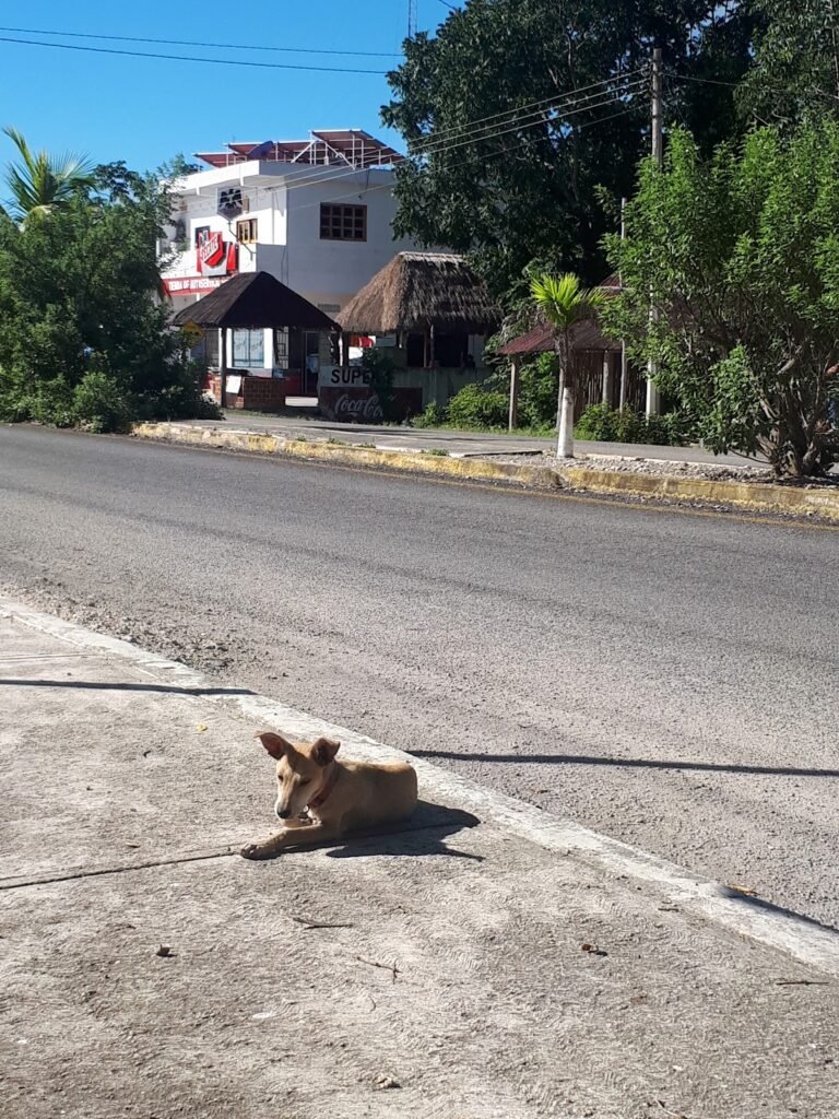 8 Days in Manuel Antonio Ay, Quintana Roo, Mexico